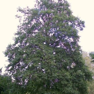 Alnus cordata