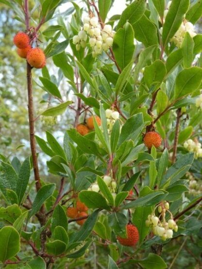 Arbutus unedo - Image 2