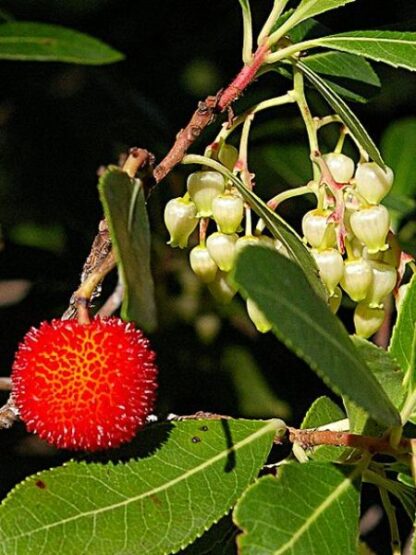 Arbutus unedo
