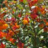 Berberis darwinii - Image 2