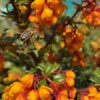 Berberis darwinii