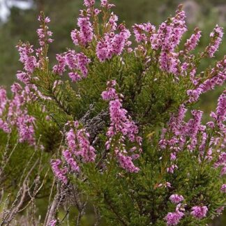 Calluna vulgaris