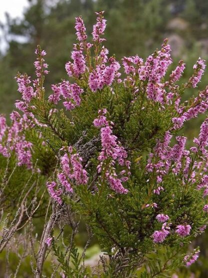 Calluna vulgaris