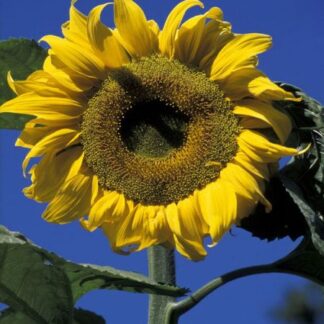 Helianthus annuus, Sunflower Giant Yellow, organic