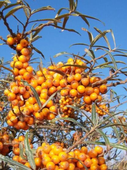 Hippophae rhamnoides