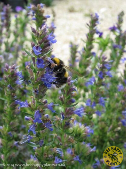 Hyssopus officinalis