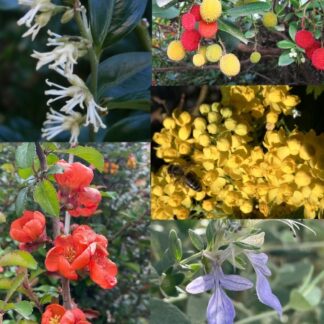 Winter Flowering Shrubs Bundle