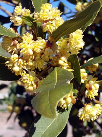 Laurus nobilis (:A; C: L.n/06/12) organic: 17L TREE (COLLECTION ONLY)