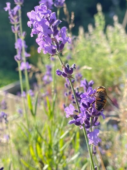 Lavandula angustifolia