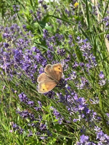Lavandula angustifolia - Image 2