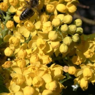 Mahonia aquifolium