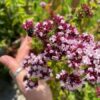 Origanum vulgare - Image 3