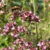 Origanum vulgare - Image 2