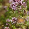 Origanum vulgare