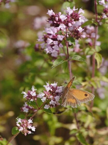 Origanum vulgare