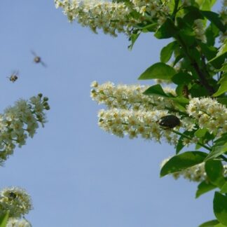 Prunus padus