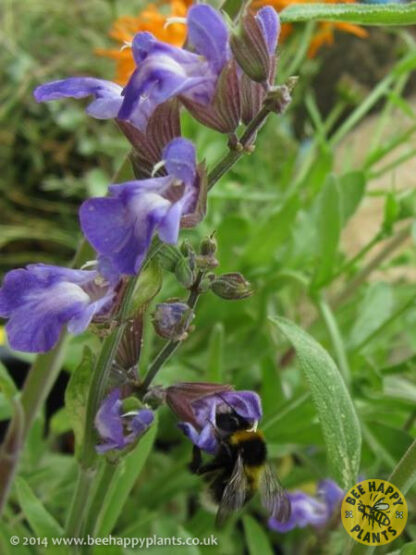 Salvia officinalis