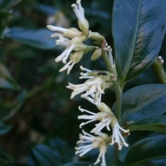 Sarcococca confusa