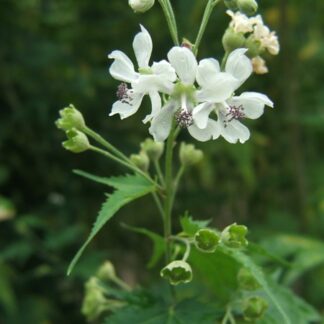 Sida hermaphrodita - information -