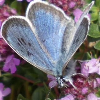 Thymus pulegioides