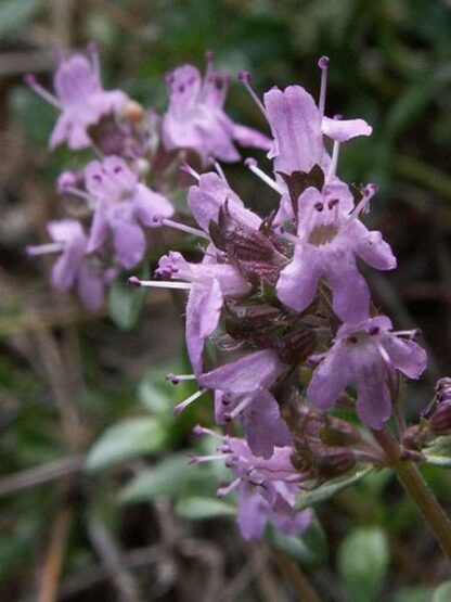 Thymus serpyllum