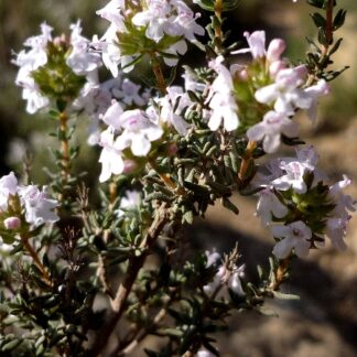 Thymus vulgaris fragrantissimus