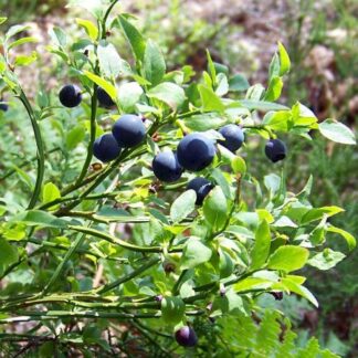 Vaccinium myrtillus