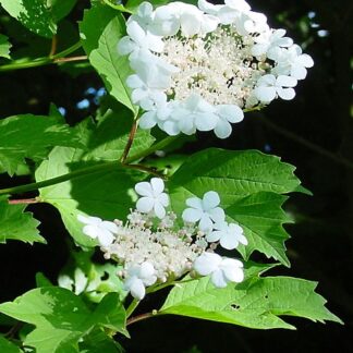 Viburnum opulus - information only