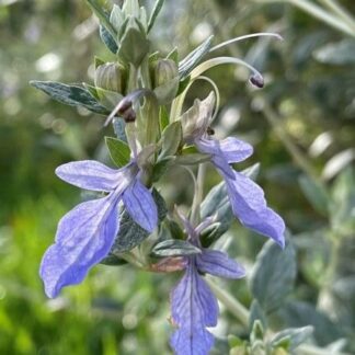 Teucrium fruticans