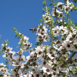 Shrubs & Trees for Bees